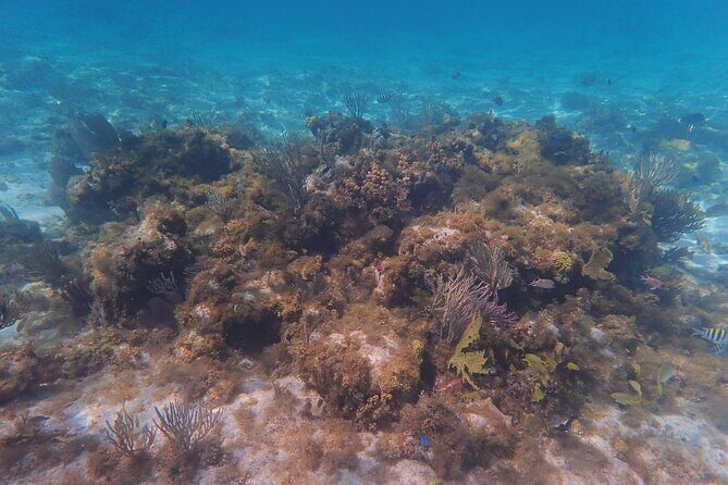 Private Boat Tour in Cayman Islands - The Authenticity of the Experience