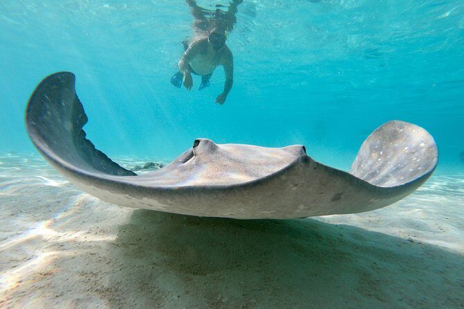 Private Boat Tour of Moorea Lagoon - Practical Considerations
