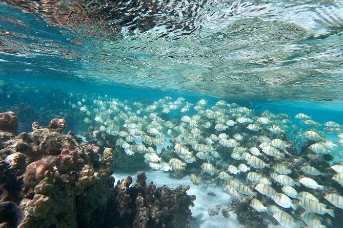 Private Boat Tour of Moorea Lagoon - Final Thoughts