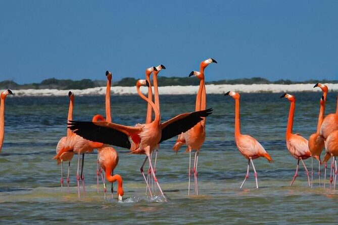 Private Boat Tour of Rio Lagartos - Key Points