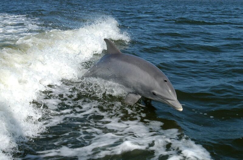 Private Boat Tour, Sunset Cruise, Island Hopping and more! - Who Is This Tour Best For?