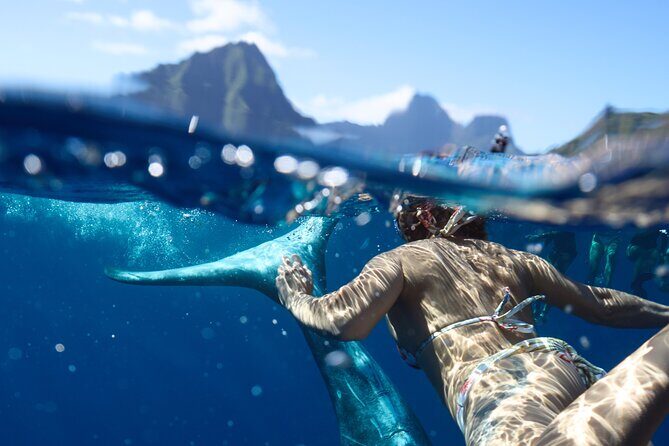 Private boat tour to swim with whales and sharks - An Introduction to the Moorea Whale and Shark Tour