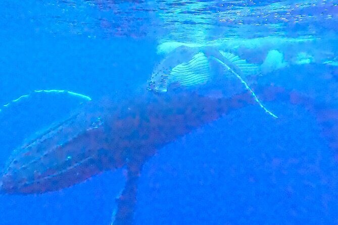 Private boat tour to swim with whales and sharks - Practical Details and Logistics