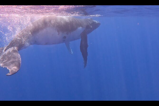 Private boat tour to swim with whales and sharks - FAQ