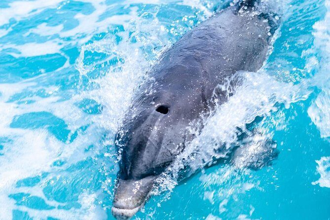 Private Boat Tours to outer islands, snacks drinks- snorkel- cruise! - Cost and Value