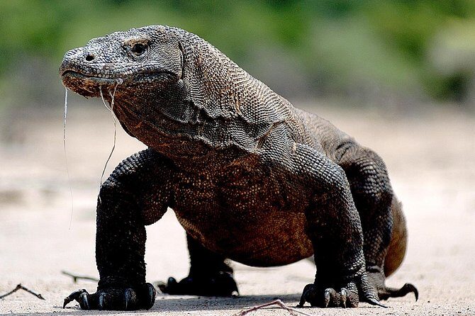 Private boat trip Komodo 2 or more person for 3 days 2 nights, Kelor, Rinca... - Authentic Experiences and Guest Feedback