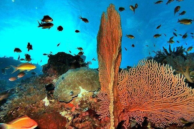 Private boat trip Komodo 2 or more person for 3 days 2 nights, Kelor, Rinca... - Final Thoughts