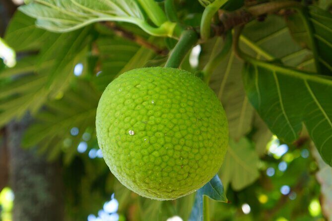 Private Botanical Garden Experience in the Heart of Maui - A Closer Look at the Private Botanical Garden Experience in Maui