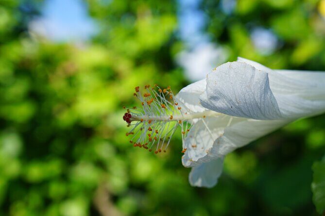 Private Botanical Garden Experience in the Heart of Maui - Who Is This Tour Best For?