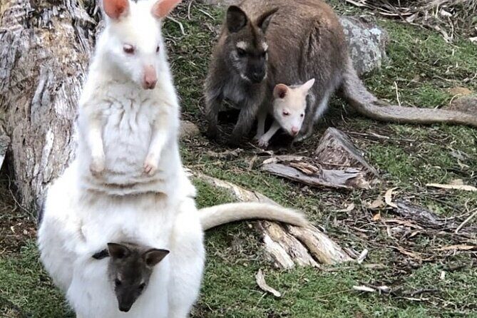 Private Bruny Island Discovery Tour - Who Should Consider This Tour?