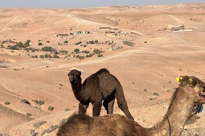 Private Camel Ride in Agafay Desert with Dinner Included - An In-Depth Look at the Agafay Desert Tour