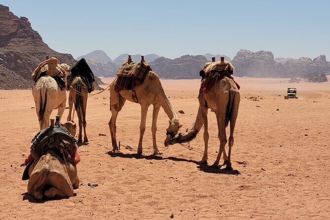 Private Camel Ride Sunset View at Wadi Rum, 30% off - Key Points