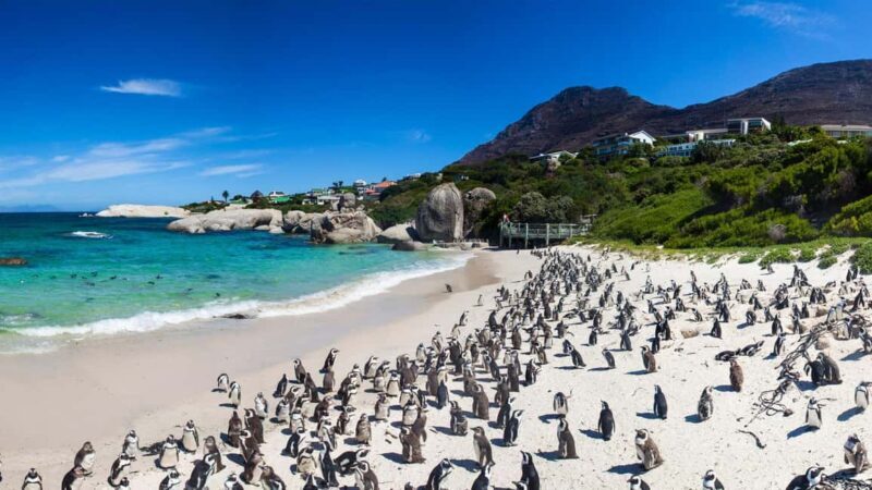 Private Cape Peninsula Tour - Additional Details & Booking Info