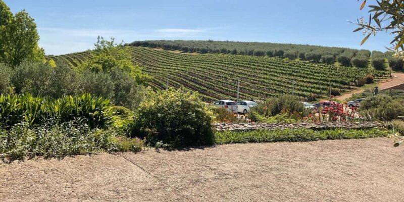 Private Cape Peninsula with Winelands Full-day Tour. - Who Will Love This Tour?