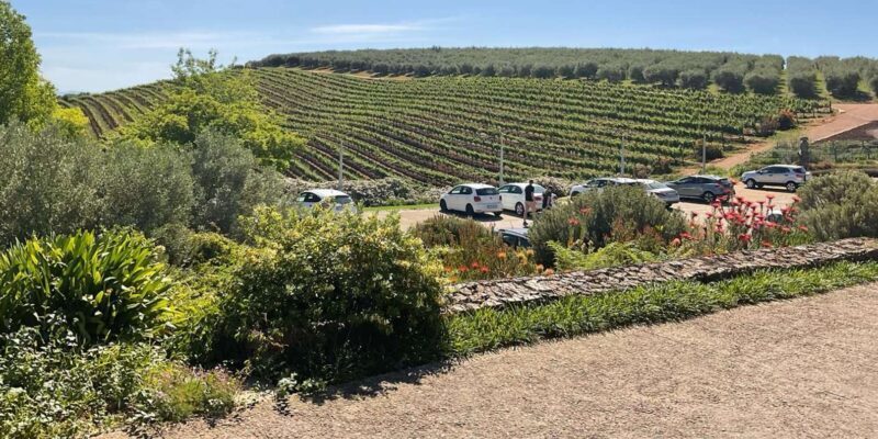 Private Cape Peninsula with Winelands Full-day Tour. - Final Thoughts
