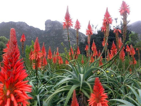 Private Cape Town City Tour table Mountain with wine tasting - Key Points