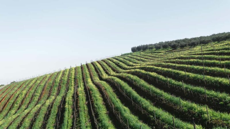 Private Cape Winelands Tour - Discover the Charm of the Cape Winelands: A Practical Review