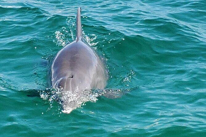 Private Captained Pontoon to Crab Island in Destin 3,4,5, or 6 Hr - Who should consider this tour?