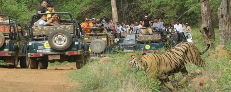 Private car and driver Bangalore Excursion to Bannerghatta - What Makes This Tour Stand Out?