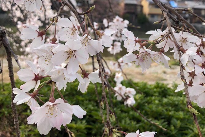 Private car tour in Kyoto (up to 4) - A Detailed Look at the Kyoto Private Car Tour