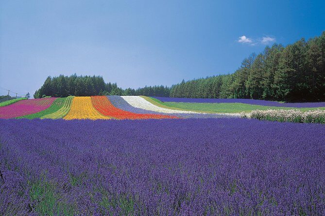 Private Car Tour of Furano and Biei in Hokkaido with Local Guide - The Sum Up