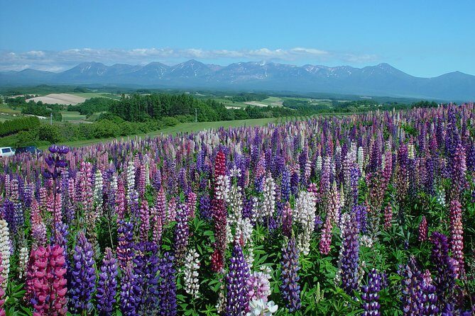 Private Car Tour of Furano and Biei in Hokkaido with Local Guide - FAQ
