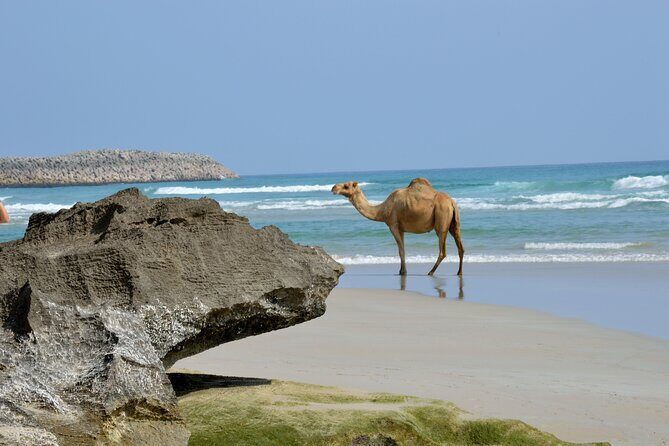 Private Caribian Orient (Swiming in Fazayeh Beach ) - Ayn Sahalnoot – A Quiet Beach Retreat