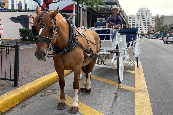 Private Carriage Tour of Galveston - A Closer Look at the Private Carriage Tour of Galveston