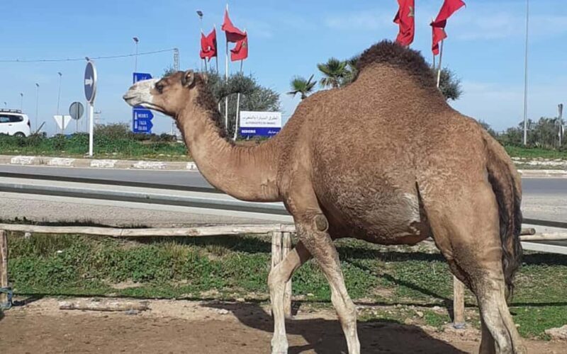 Private Casablanca desert tour 8 days Grand Morocco Tour - FAQ