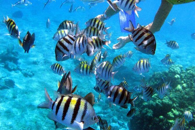 Private Catamaran Booze Cruise & Snorkeling - Safety & Comfort