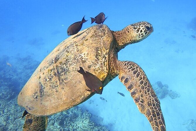 Private Catamaran Charter in Waikiki (1-6 Guests) - The Sum Up: Why This Tour is a Solid Pick