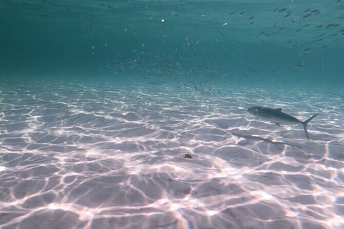 Private Catamaran: Snorkel, Swim and Dolphin Watching - The Sum Up