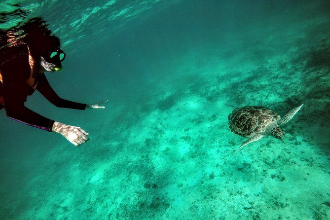 Private Cenote & Snorkeling Tour with Turtles in Akumal - The Price and Its Value