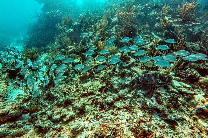 Private Cenote & Snorkeling Tour with Turtles in Akumal - FAQ