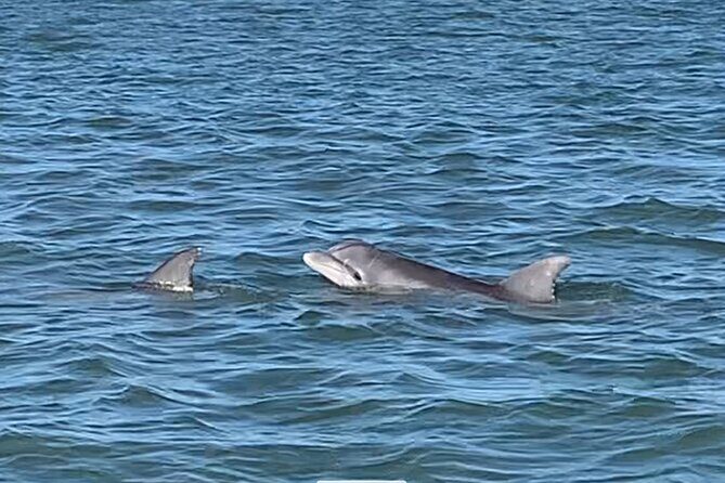 Private Charleston Dolphin and Eco Boat Tour - Exploring the Details of the Charleston Dolphin and Eco Boat Tour