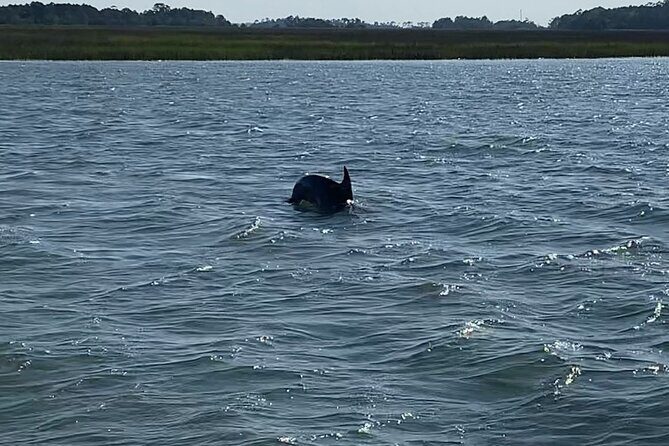 Private Charleston Dolphin and Eco Boat Tour - Who Will Love This Tour?