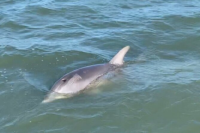Private Charleston Dolphin and Eco Boat Tour - FAQ