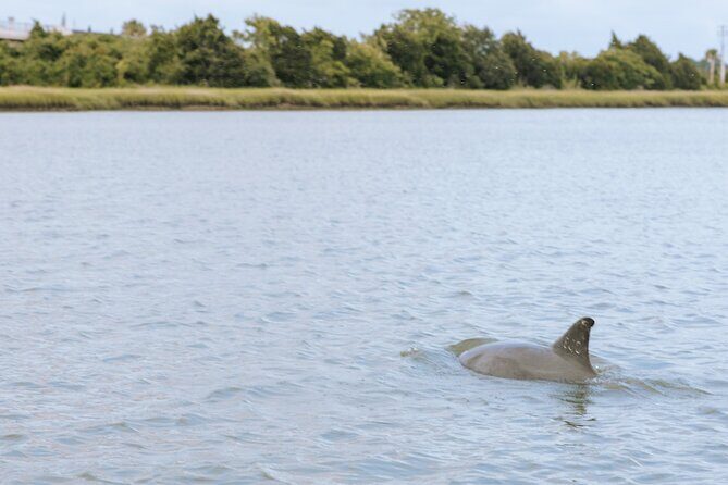 Private Charleston Dolphin Tour - An In-Depth Look at the Charleston Dolphin Tour