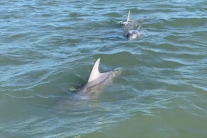 Private Charleston Sunset & Dolphin Cruise - An Honest, In-Depth Review of the Charleston Sunset & Dolphin Cruise