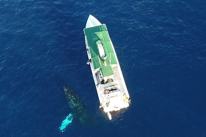 Private Charter Humpback Whale Watching & Dolphin Search - Key Points