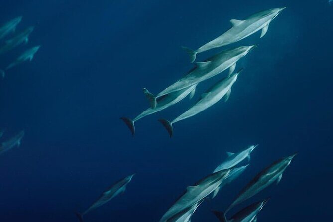Private Charter Humpback Whale Watching & Dolphin Search - The Itinerary Breakdown