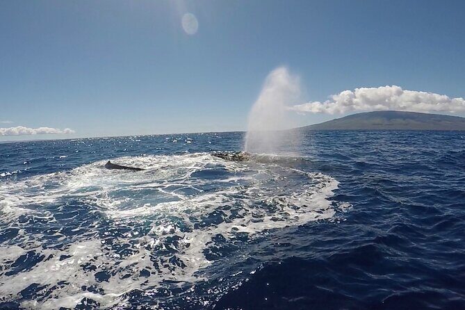 Private Charter Humpback Whale Watching & Dolphin Search - Authentic Feedback from Travelers