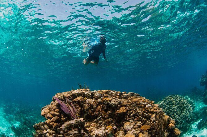 Private Charter Reef fishing, Stingray City, Snorkel, Mangroves - The Experience From the Reviews