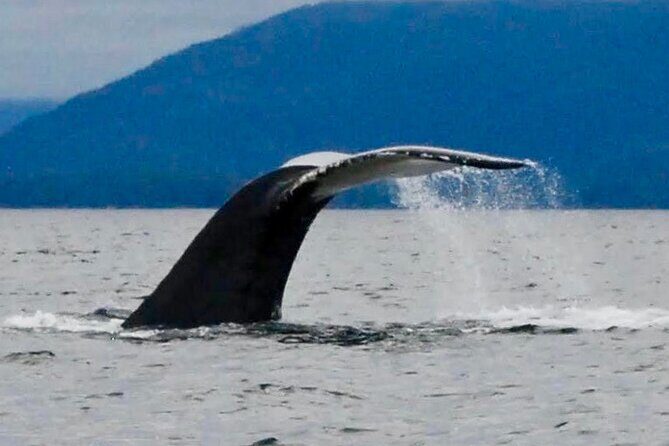 Private Charter Scenic Wildlife Excursion for Cruise Passengers - An Honest Look at the Private Scenic Wildlife Excursion in Sitka