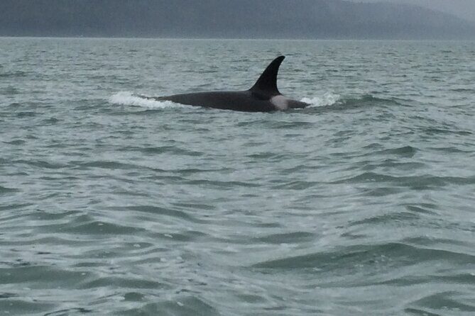Private Charter Scenic Wildlife Excursion for Cruise Passengers - FAQs
