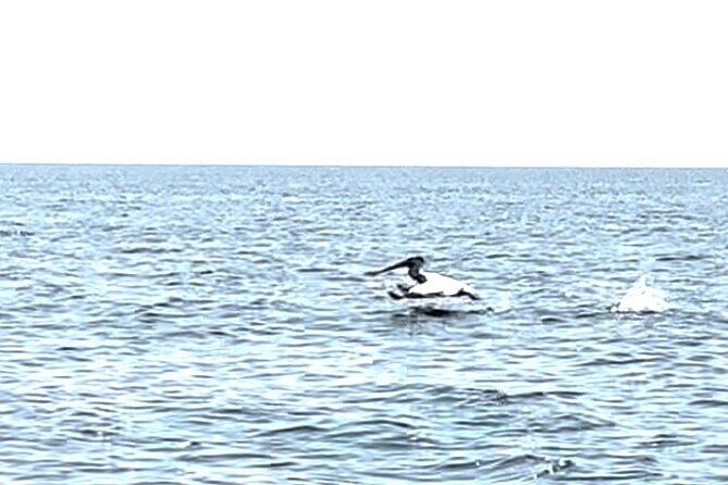 Private Charters on Saginaw Bay for Fishing or Birdwatching - Practical Details and Tips