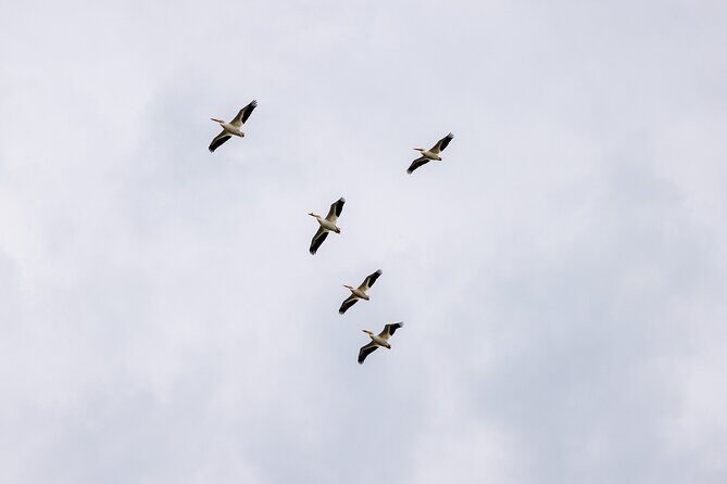 Private Charters on Saginaw Bay for Fishing or Birdwatching - Who Should Consider This Tour?