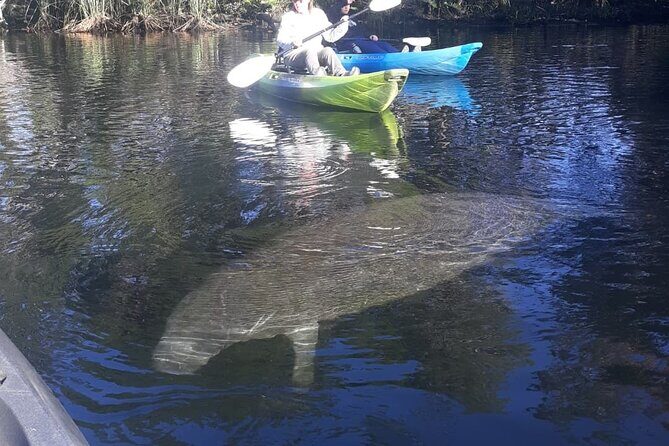 Private Chassahowitzka River Exploration kayak tour - Discover the Private Chassahowitzka River Exploration Kayak Tour