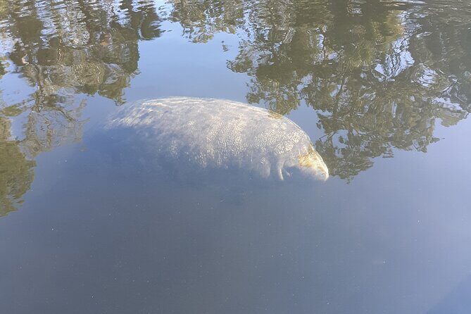 Private Chassahowitzka River Exploration kayak tour - Final Thoughts