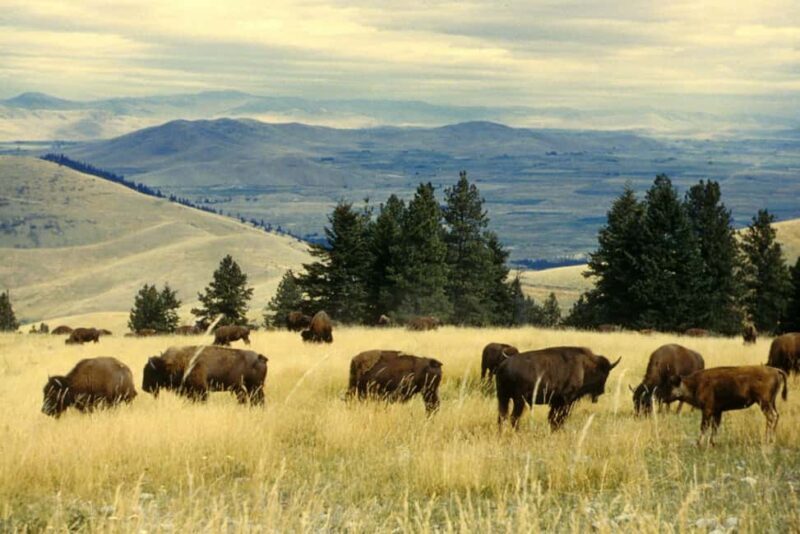 Private Chauffeur / Tour Guide Luxurious SUV Customizable - Exploring Montana in Style: A Review of the Private Chauffeur Tour with Luxurious SUV